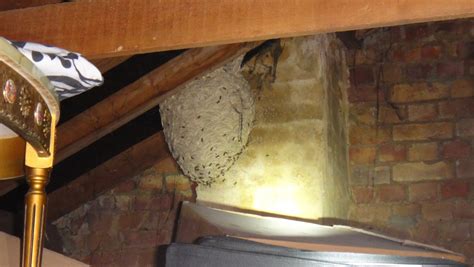 wasps nest in loft